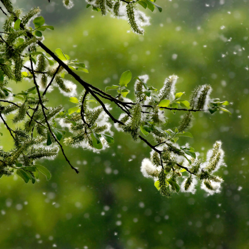 Pollen